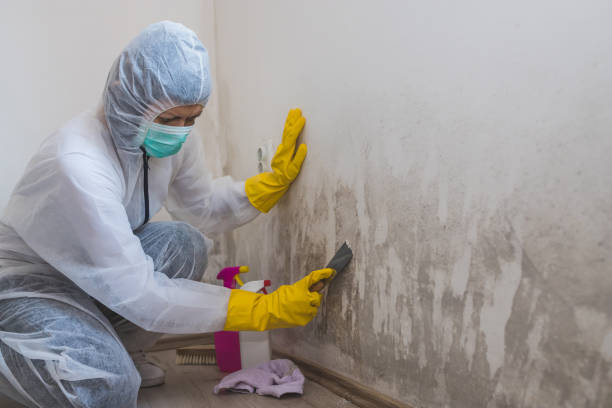 Best Emergency Mold Removal  in Fellsmere, FL