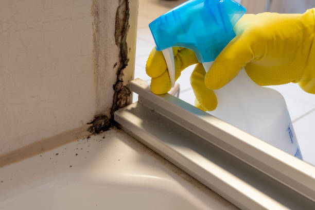 Best Office Mold Removal Services  in Fellsmere, FL