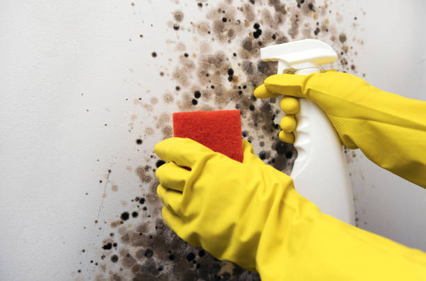 Best Professional Mold Removal  in Fellsmere, FL