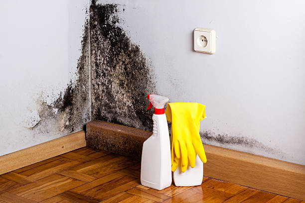 Best Commercial Mold Removal  in Fellsmere, FL