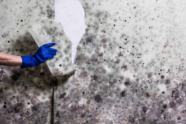Best Black Mold Removal  in Fellsmere, FL